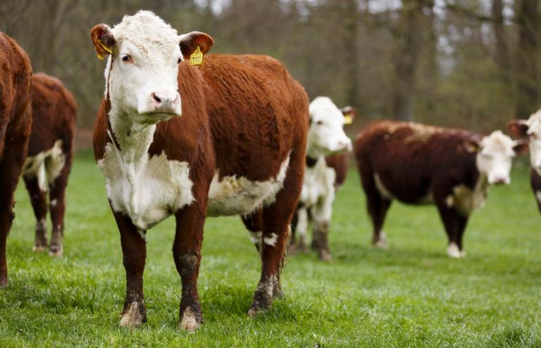 belgian red cattle