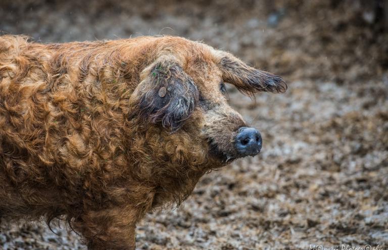 Mangalica